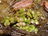 Attēlu rezultāti vaicājumam “Lemna gibba”