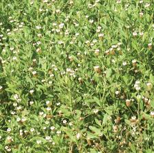 Attēlu rezultāti vaicājumam “Fruticola fruticum”