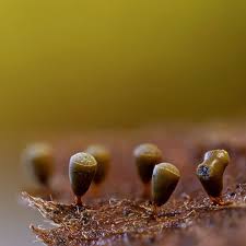 Attēlu rezultāti vaicājumam “Craterium minutum cf. var. brunneum”