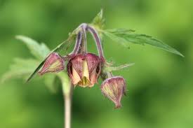 Attēlu rezultāti vaicājumam “Geum rivale flower”