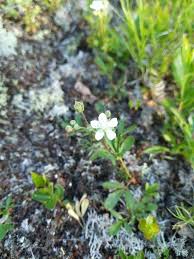 Attēlu rezultāti vaicājumam “Moehringia lateriflora flower”