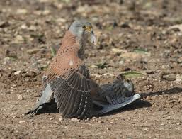 Attēlu rezultāti vaicājumam “Falco tinnunculus adult”