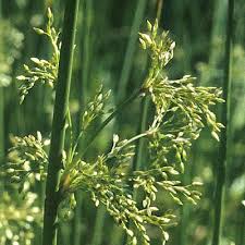 Attēlu rezultāti vaicājumam “Juncus effusus fruit”