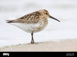 Attēlu rezultāti vaicājumam “Calidris alpina”