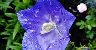 Image result for Campanula persicifolia