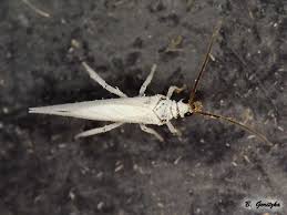 Attēlu rezultāti vaicājumam “Coniopterygidae”