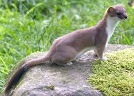 Attēlu rezultāti vaicājumam “Mustela erminea adult”