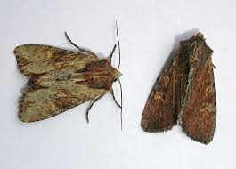 Attēlu rezultāti vaicājumam “Apamea epomidion”