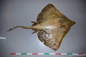 Image result for Dipturus intermedius