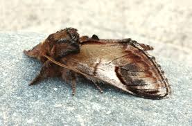 Attēlu rezultāti vaicājumam “Notodonta ziczac”