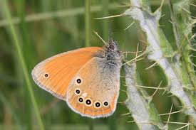 Attēlu rezultāti vaicājumam “Coenonympha glycerion underside”