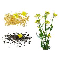 Attēlu rezultāti vaicājumam “Brassica napus”