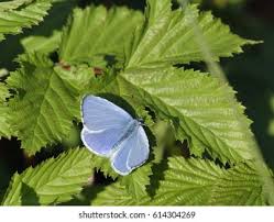 Attēlu rezultāti vaicājumam “Celastrina argiolus male”