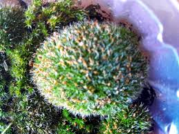 Attēlu rezultāti vaicājumam “Grimmia pulvinata sporophyte”