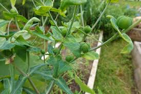 Attēlu rezultāti vaicājumam “Euphorbia palustris fruit”