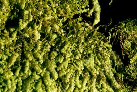 Attēlu rezultāti vaicājumam “Lejeunea cavifolia”