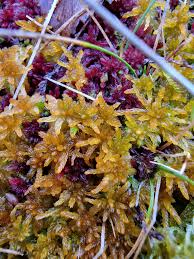 Attēlu rezultāti vaicājumam “Sphagnum tenellum”