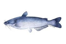 Image result for Ictalurus furcatus