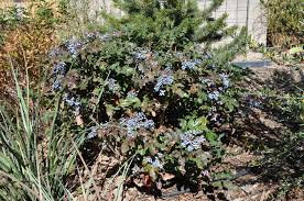 Attēlu rezultāti vaicājumam “Mahonia aquifolium”