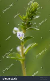 Attēlu rezultāti vaicājumam “Veronica serpyllifolia bud”
