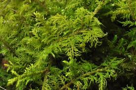 Attēlu rezultāti vaicājumam “Thuidium assimile”