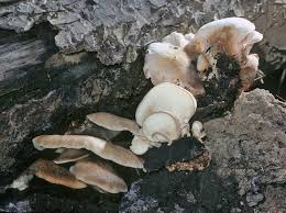 Attēlu rezultāti vaicājumam “Lentinellus ursinus”