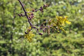 Attēlu rezultāti vaicājumam “Acer tataricum bud”