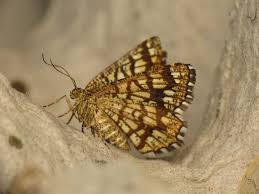 Attēlu rezultāti vaicājumam “Chiasmia clathrata”