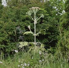 Attēlu rezultāti vaicājumam “Heracleum”