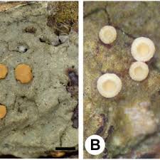 Attēlu rezultāti vaicājumam “Coenogonium pineti”