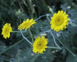 Image result for Anthemis tinctoria
