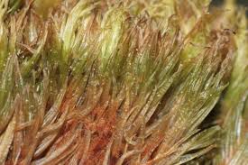 Attēlu rezultāti vaicājumam “Dicranum undulatum”