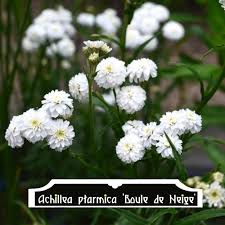 Image result for Achillea Ptarmica