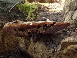 Attēlu rezultāti vaicājumam “Agathomyia wankowiczii”