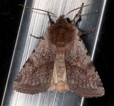 Attēlu rezultāti vaicājumam “Cerastis rubricosa”