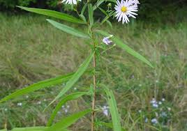 Image result for Aster novi-belgii