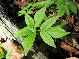 Attēlu rezultāti vaicājumam “Aegopodium podagraria leaf”