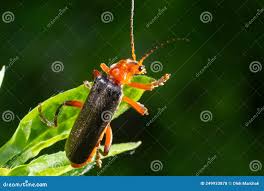 Attēlu rezultāti vaicājumam “Cantharis livida”