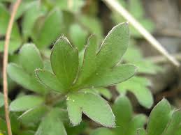 Attēlu rezultāti vaicājumam “Ranunculus elatior leaf”