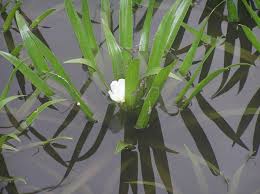 Attēlu rezultāti vaicājumam “Stratiotes aloides”