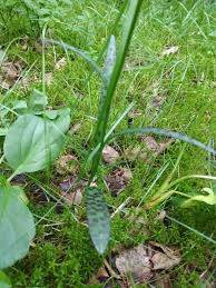 Attēlu rezultāti vaicājumam “Dactylorhiza maculata bud”
