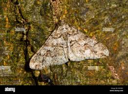 Attēlu rezultāti vaicājumam “Agriopis leucophaearia”