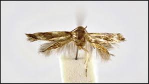 Attēlu rezultāti vaicājumam “Coleophoridae”