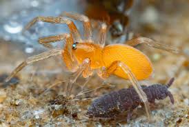 Attēlu rezultāti vaicājumam “Hypogastrura sp.”