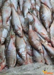 Image result for Rutilus caspicus