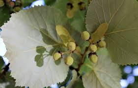 Attēlu rezultāti vaicājumam “Tilia tomentosa leaf”
