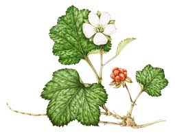 Attēlu rezultāti vaicājumam “Rubus chamaemorus”