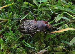 Attēlu rezultāti vaicājumam “Carabus cancellatus”