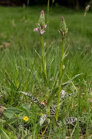 Attēlu rezultāti vaicājumam “Dactylorhiza maculata leaf”