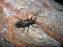 Attēlu rezultāti vaicājumam “Monochamus urussovi”